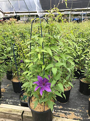 Edda™ Clematis in pot