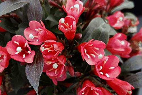 Electric Love® Weigela flower close up