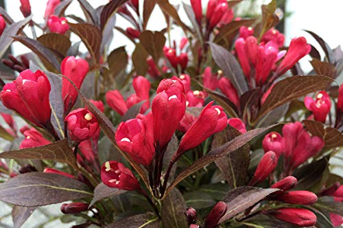 Electric Love® Weigela full of blooms