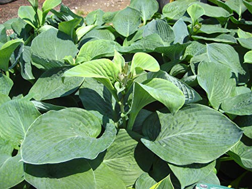 Elegans Hosta as ground cover in the garden