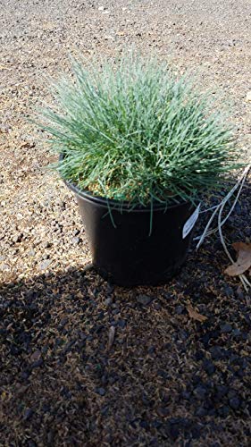 Elijah Blue Fescue in black pot