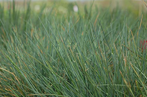 Elijah Blue Fescue needle like foliage