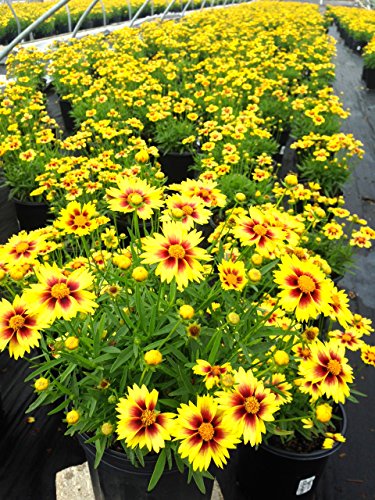 Enchanted Eve Tickseed full of blooms