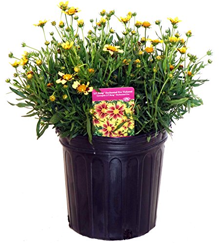 Enchanted Eve Tickseed in branded pot