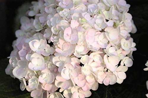 Endless Summer® Blushing Bride® Hydrangea clustered of flower petals