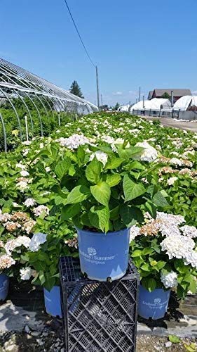 Endless Summer® Blushing Bride® Hydrangea in the nursery