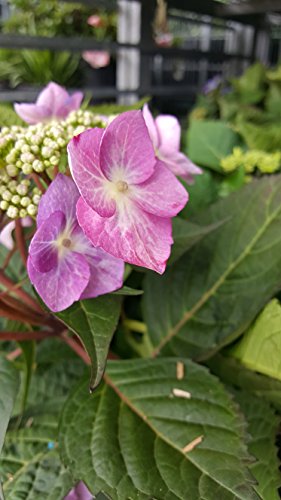 Endless Summer® Twist-N-Shout® Hydrangea flower focus
