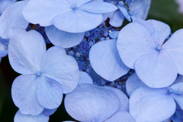 Endless Summer® Twist-N-Shout® Hydrangea flower petal close up