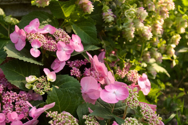 Endless Summer® Twist-N-Shout® Hydrangea pink flowers