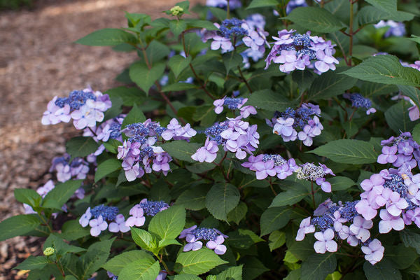 Endless Summer® Twist-N-Shout® Hydrangea purple flowers