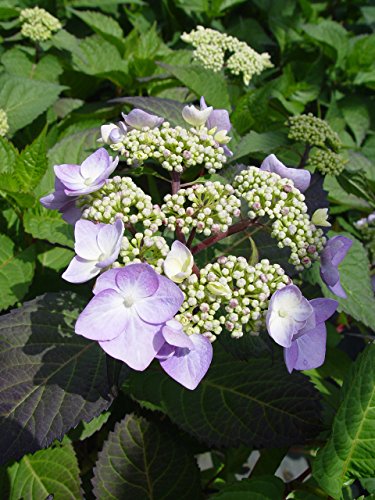 Endless Summer® Twist-N-Shout® Hydrangea with small blooms