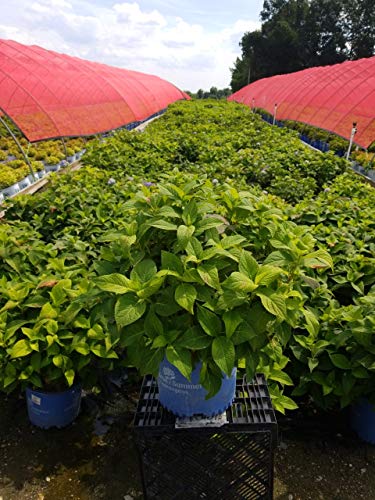Endless Summer hydrangea shrub in nursery