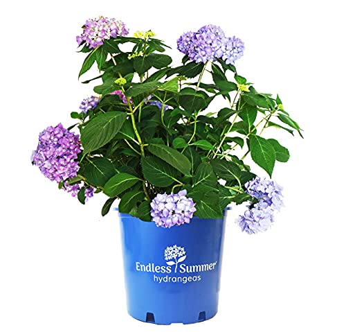 Endless Summer hydrangea shrub with light blue-pink blooms in container