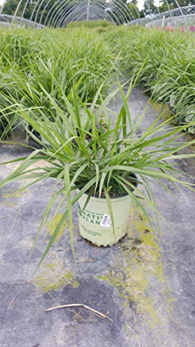 Eragrostis spectabilis