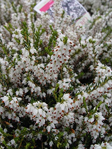 Erica carnea White