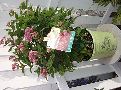 Eupatorium dubium Little Joe