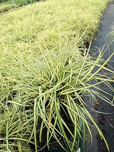 Evergold Japanese sedge grass clump ready for planting
