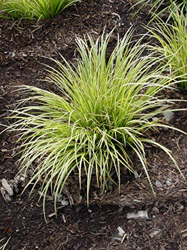 Evergold sedge grass with bright variegation under natural light