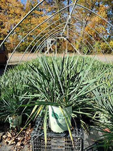 Excalibur Yucca in nursery