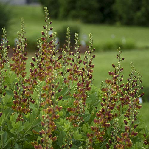 False Indigo perennial showing blue-green foliage and flowers