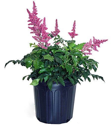 Fanal Astilbe in pot
