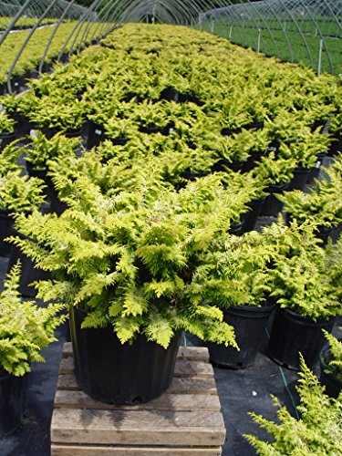 Fernspray Gold False Cypress evergreen shrub in pot, golden-green foliage