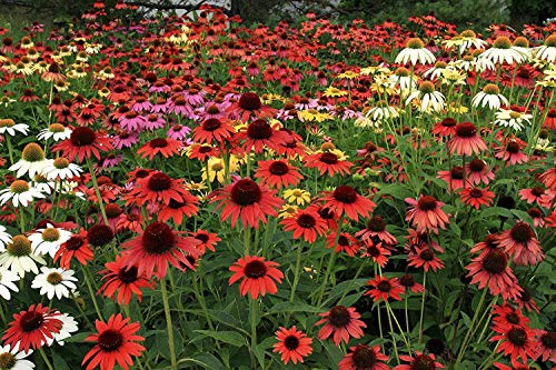Field of Cheyenne Spirit Coneflowers with a variety of colors including red, pink, and white.