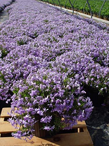Field of blue flowers blooming, presumably Emerald Blue Moss Phlox, in a garden setting.