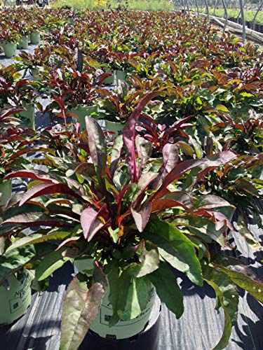 Field of red beard tongue plants with upright stems and red leaves.