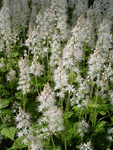 Field of white flower spikes of Tiarella cordifolia 'Running Tapestry' in bloom.