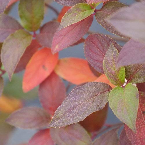 Fire Light Tidbit® Panicle Hydrangea foliage close up