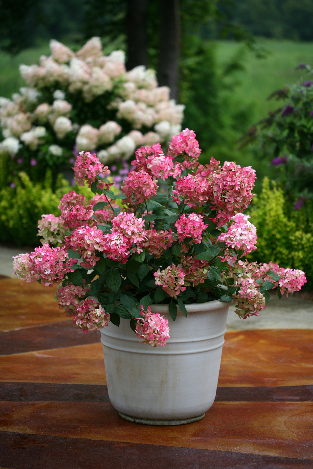 Fire Light hydrangea shrub in table top outdoor showing green foliage and colorful flowers