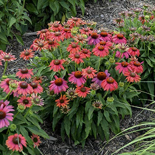 Firefinch Coneflower blooming in the garden