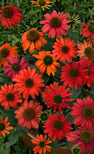 Firefinch Coneflower covered in blooms