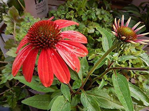 Firefinch Coneflower flower focus