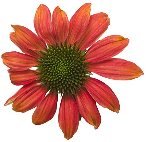 Firefinch Coneflower flower petal close up