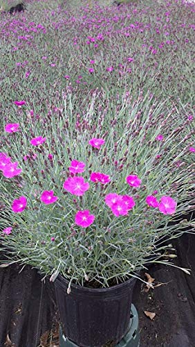 Firewitch Cheddar Pinks blooming in nursery