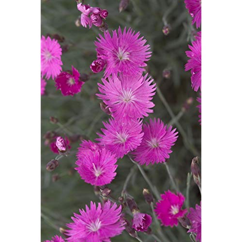 Firewitch Cheddar Pinks flower close up