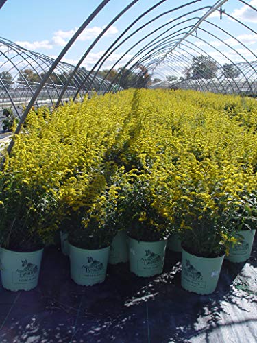 Fireworks Goldenrod blooming in the nursery