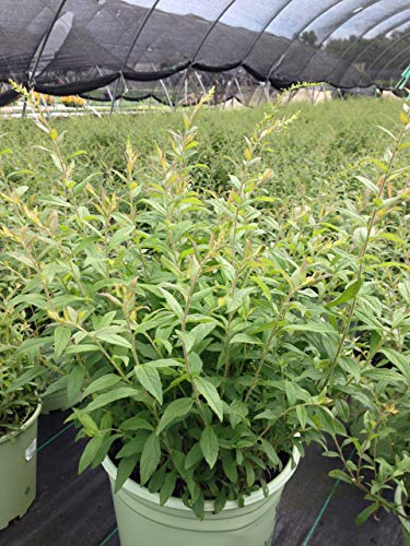Fireworks Goldenrod green foliage