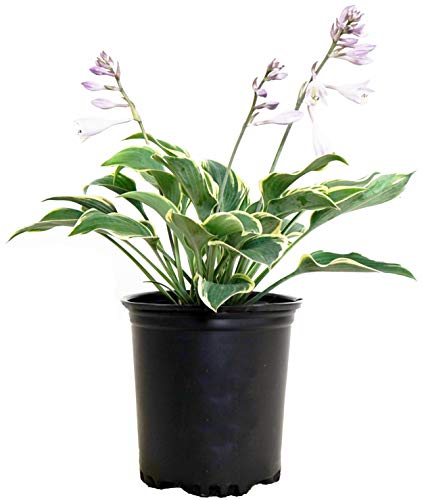 First Frost Hosta in pot