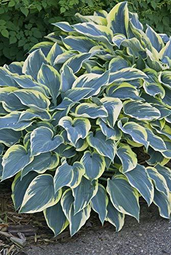 First Frost Hosta variegated foliage