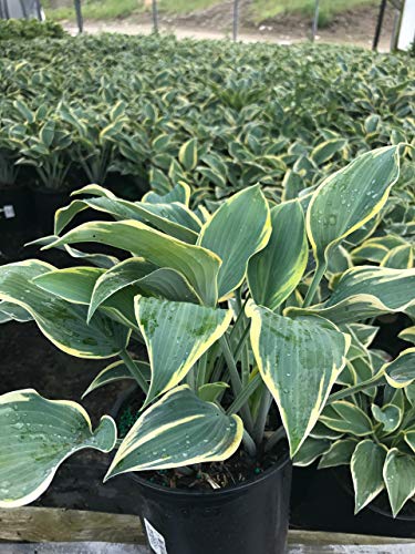 First Frost Hosta variegated foliage in nursery