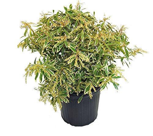 Flaming Silver Andromeda evergreen shrub in container