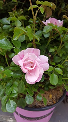 Flower Carpet rose plant showing full growth and foliage. 