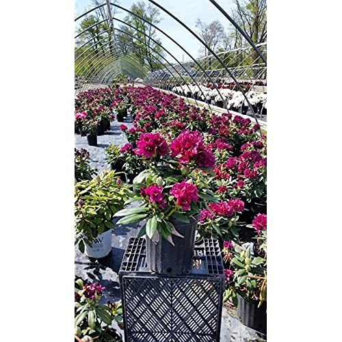 Flowering Polar Night Rhododendron in nursery
