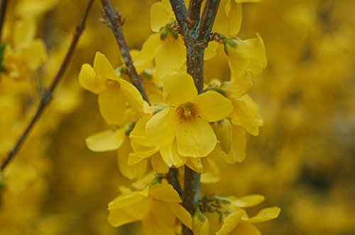 Forsythia Show Off®
