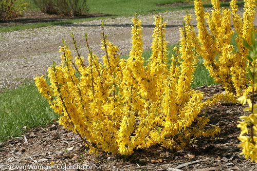 Forsythia Show Off Sugar Baby shrub in full bloom in garden setting showing dense yellow flowers