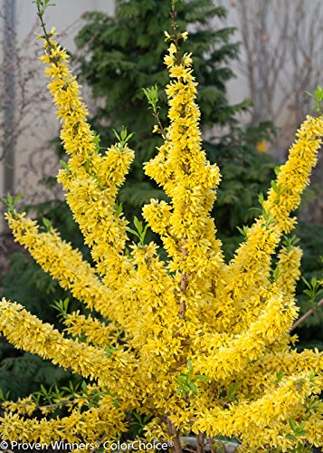 Forsythia Show Off close angle highlighting texture of flowers and leaves