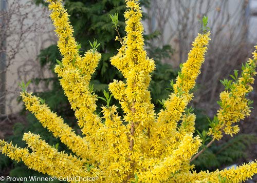Forsythia Show Off shrub close detail of flowers and leaves against a neutral background.